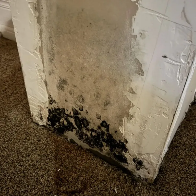 Professional Mold Removal in Monroe, LA